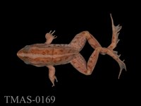 藏品(金線蛙)的圖片